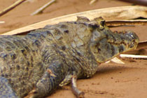 Krokodil